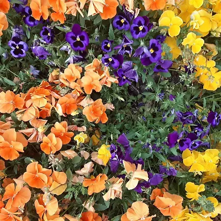Sunny View ساني بيتش